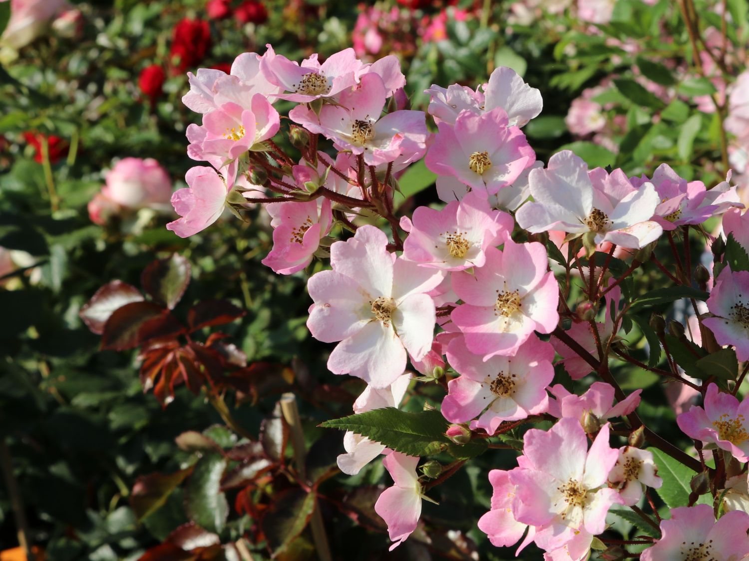 Strauchrose Rosy Boom ® 'Abellio' (Hellosa) - Rosa Rosy Boom ® 'Abellio' (Hellrosa)