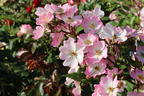 Strauchrose Rosy Boom ® 'Abellio' (Hellosa) - Rosa Rosy Boom ® 'Abellio' (Hellrosa)