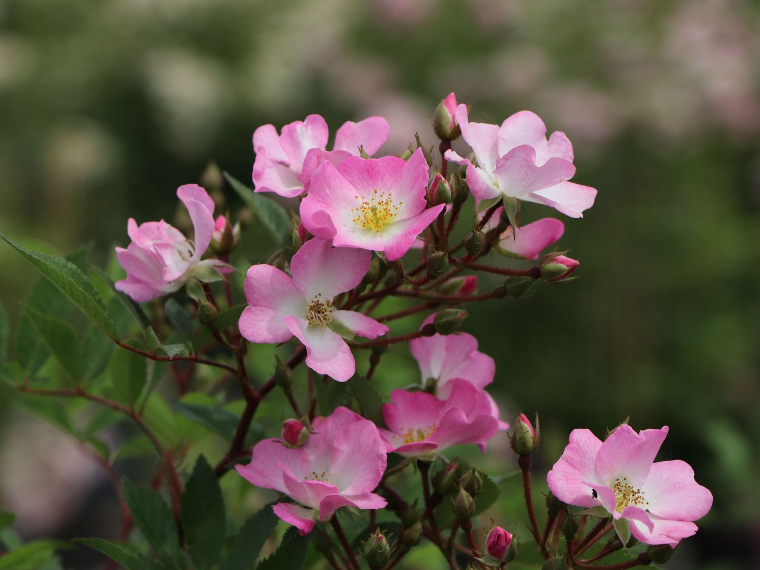 Strauchrose Rosy Boom ® 'Abellio' (Hellosa) - Rosa Rosy Boom ® 'Abellio' (Hellrosa)