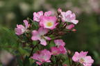 Strauchrose Rosy Boom ® 'Abellio' (Hellosa) - Rosa Rosy Boom ® 'Abellio' (Hellrosa)