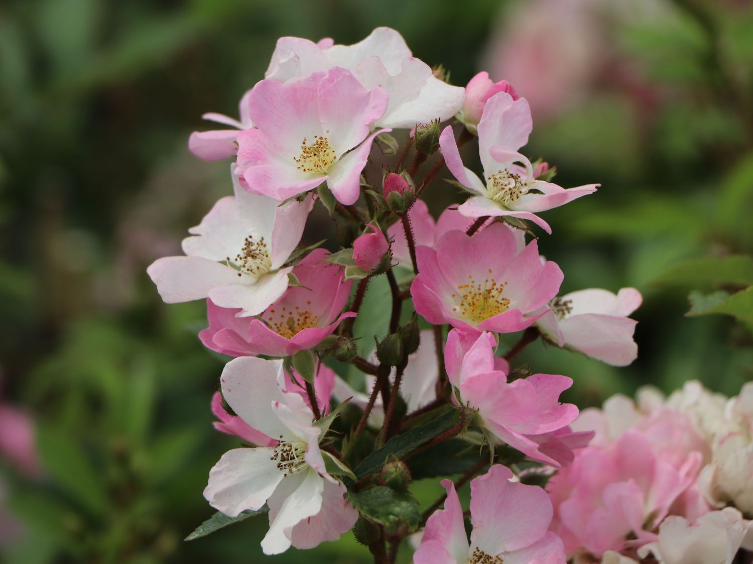 Strauchrose Rosy Boom ® 'Abellio' (Hellosa) - Rosa Rosy Boom ® 'Abellio' (Hellrosa)