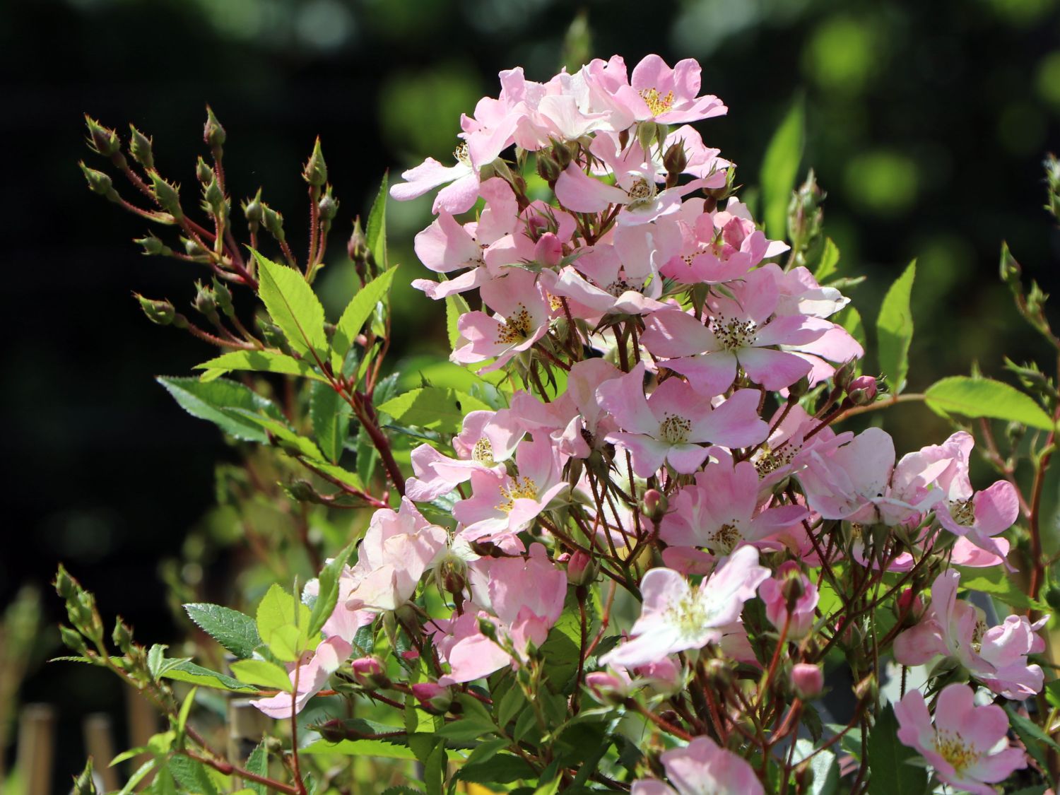 Strauchrose Rosy Boom ® 'Abellio' (Hellosa) - Rosa Rosy Boom ® 'Abellio' (Hellrosa)