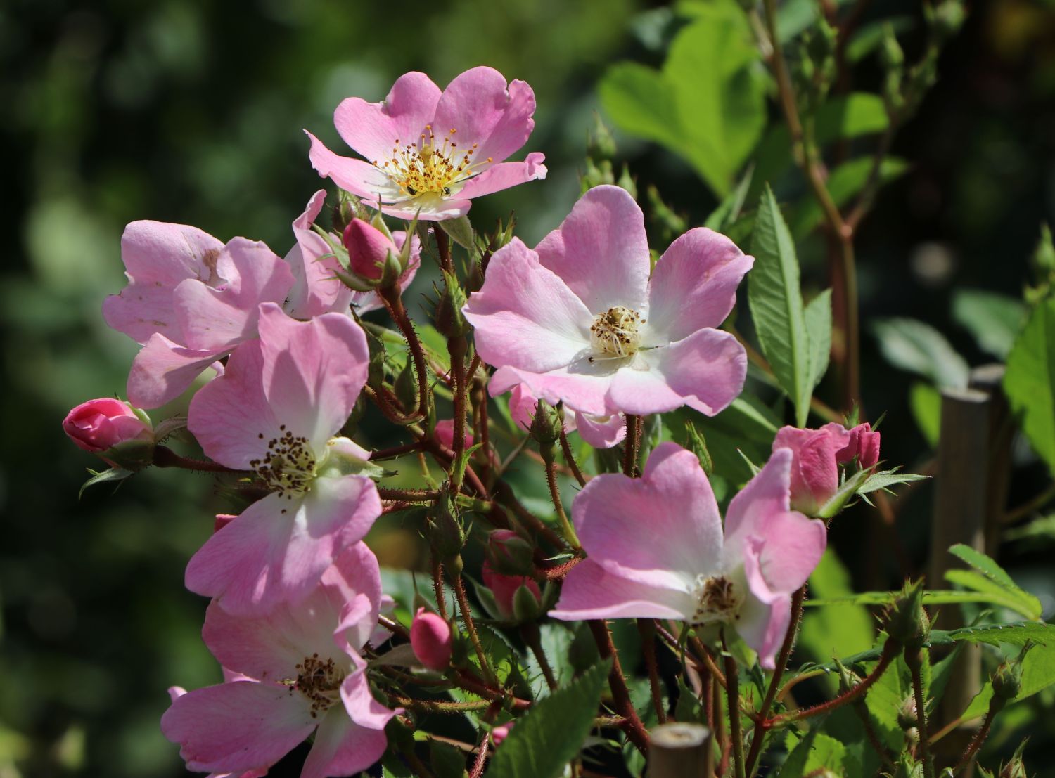 Strauchrose Rosy Boom ® 'Abellio' (Hellosa) - Rosa Rosy Boom ® 'Abellio' (Hellrosa)