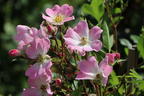 Strauchrose Rosy Boom ® 'Abellio' (Hellosa) - Rosa Rosy Boom ® 'Abellio' (Hellrosa)