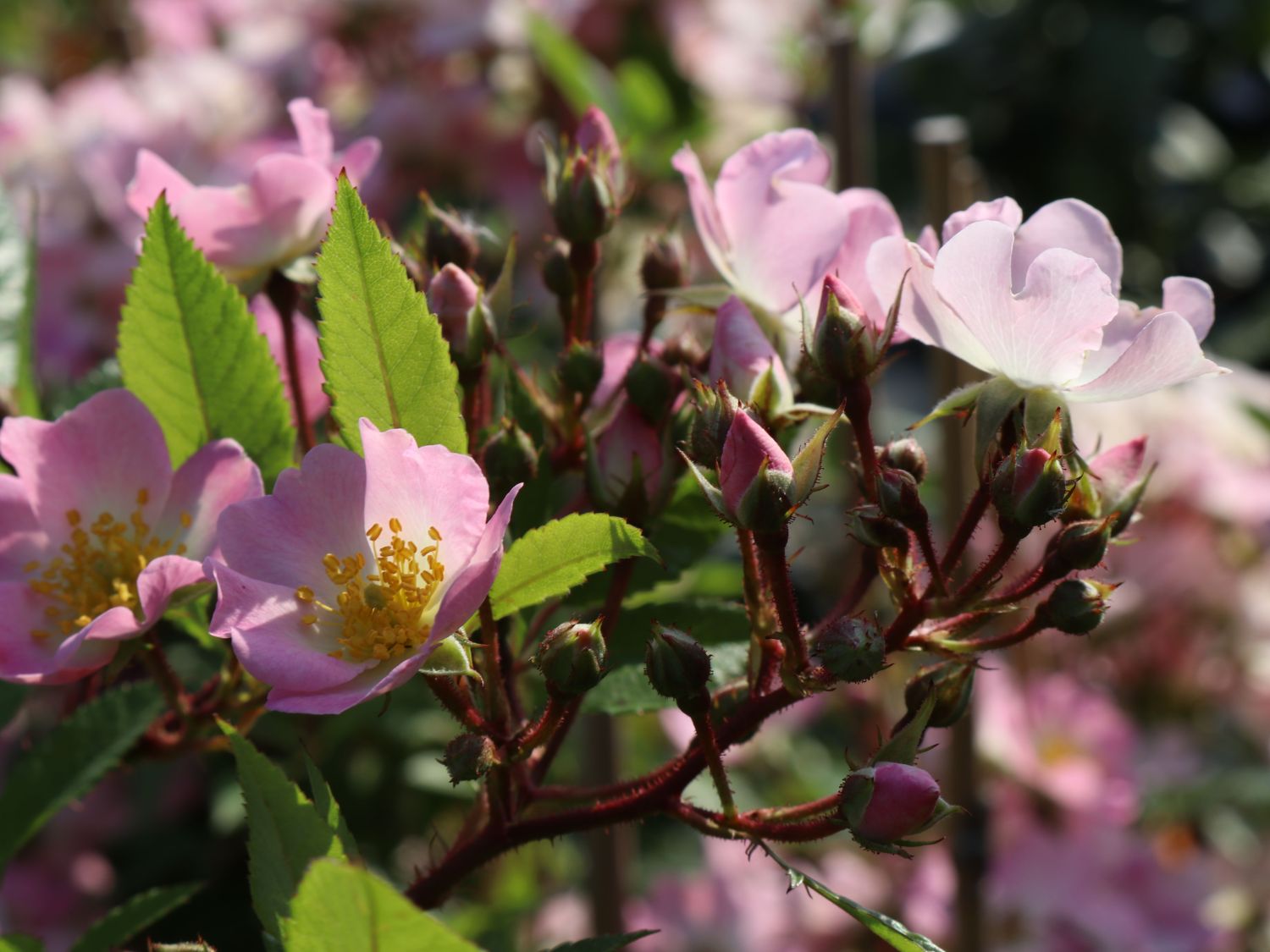 Strauchrose Rosy Boom ® 'Abellio' (Hellosa) - Rosa Rosy Boom ® 'Abellio' (Hellrosa)