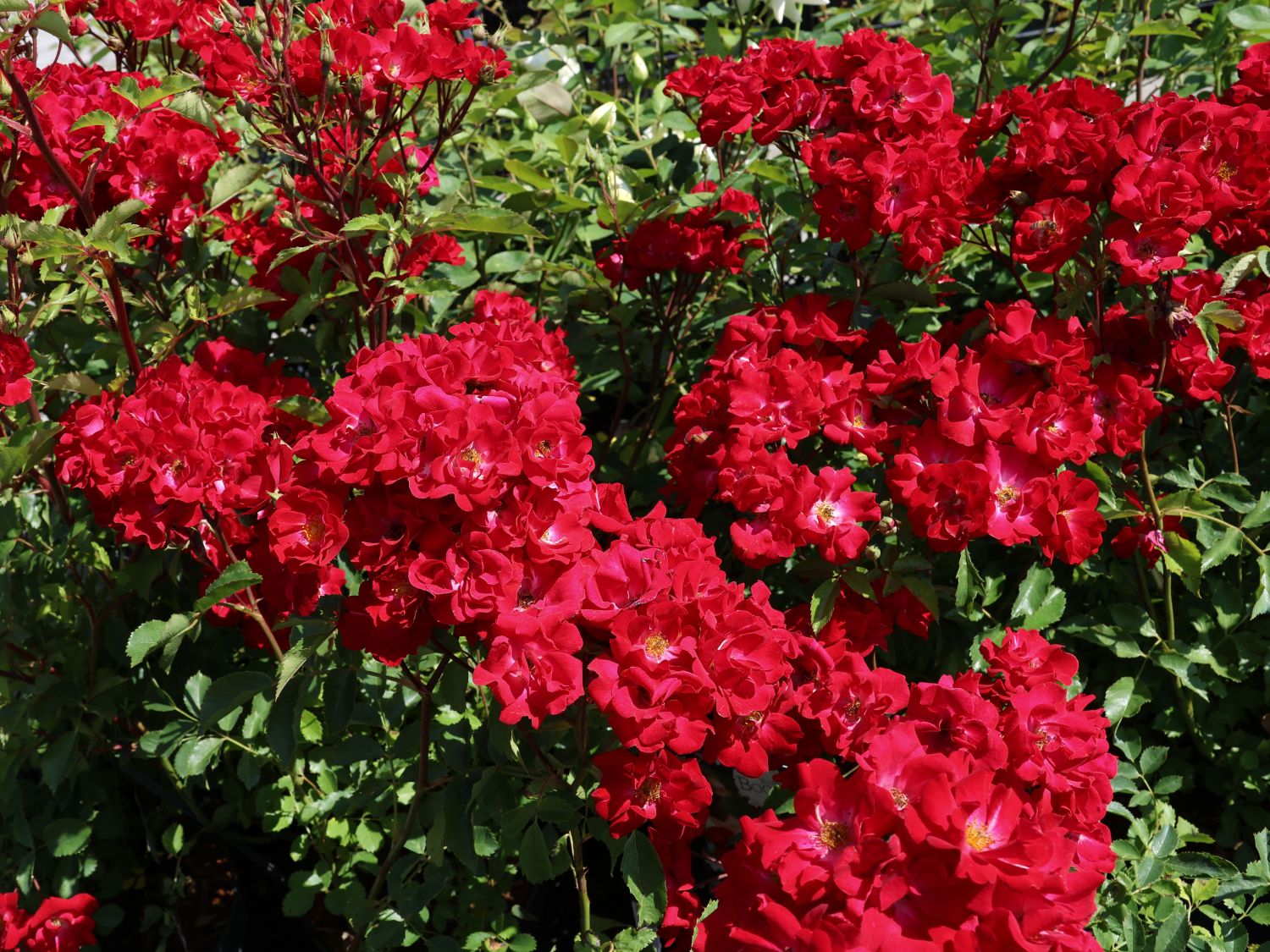 Strauchrose Rosy Boom ® 'La Belle Rouge' (Rot)