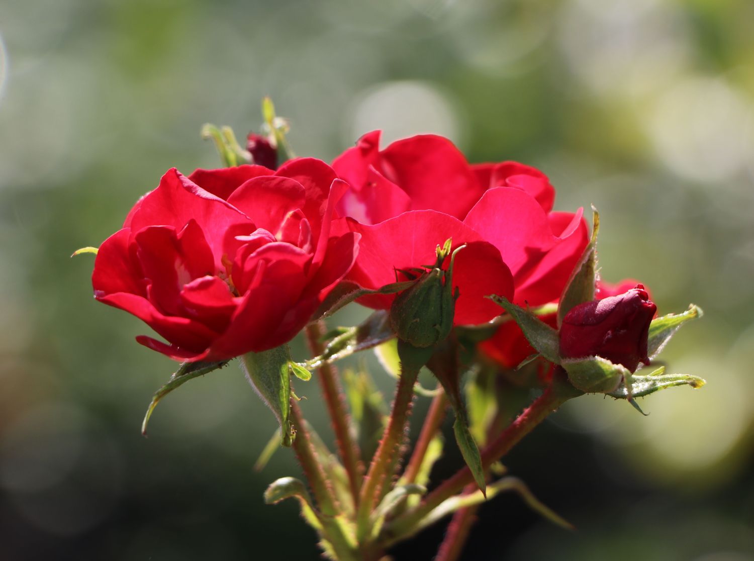 Strauchrose Rosy Boom ® 'La Belle Rouge' (Rot) - Rosa Rosy Boom ® 'La Belle Rouge' (Rot)