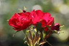 Strauchrose Rosy Boom ® 'La Belle Rouge' (Rot) - Rosa Rosy Boom ® 'La Belle Rouge' (Rot)