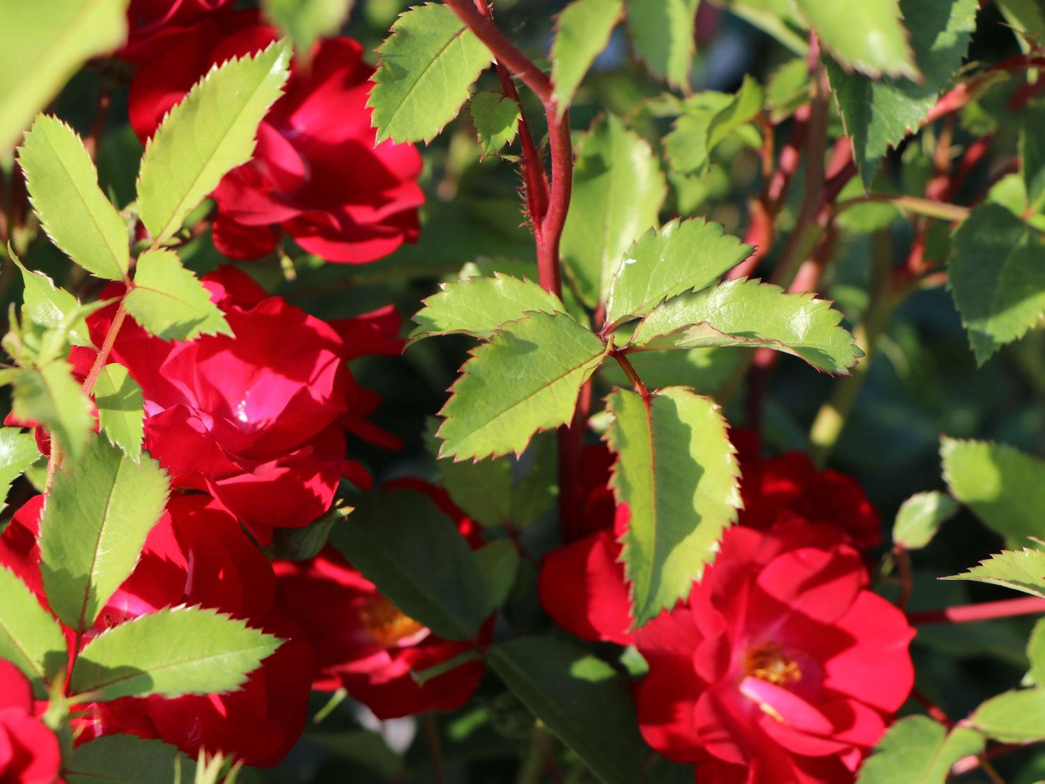 Strauchrose Rosy Boom ® 'La Belle Rouge' (Rot) - Rosa Rosy Boom ® 'La Belle Rouge' (Rot)