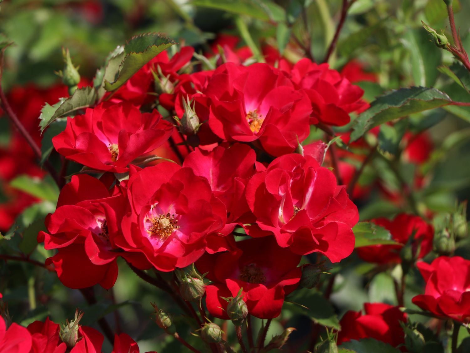 Strauchrose Rosy Boom ® 'La Belle Rouge' (Rot) - Rosa Rosy Boom ® 'La Belle Rouge' (Rot)