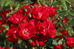 Strauchrose Rosy Boom ® 'La Belle Rouge' (Rot) - Rosa Rosy Boom ® 'La Belle Rouge' (Rot)