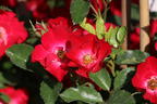 Strauchrose Rosy Boom ® 'La Belle Rouge' (Rot) - Rosa Rosy Boom ® 'La Belle Rouge' (Rot)