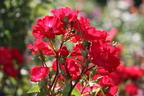 Strauchrose Rosy Boom ® 'La Belle Rouge' (Rot) - Rosa Rosy Boom ® 'La Belle Rouge' (Rot)