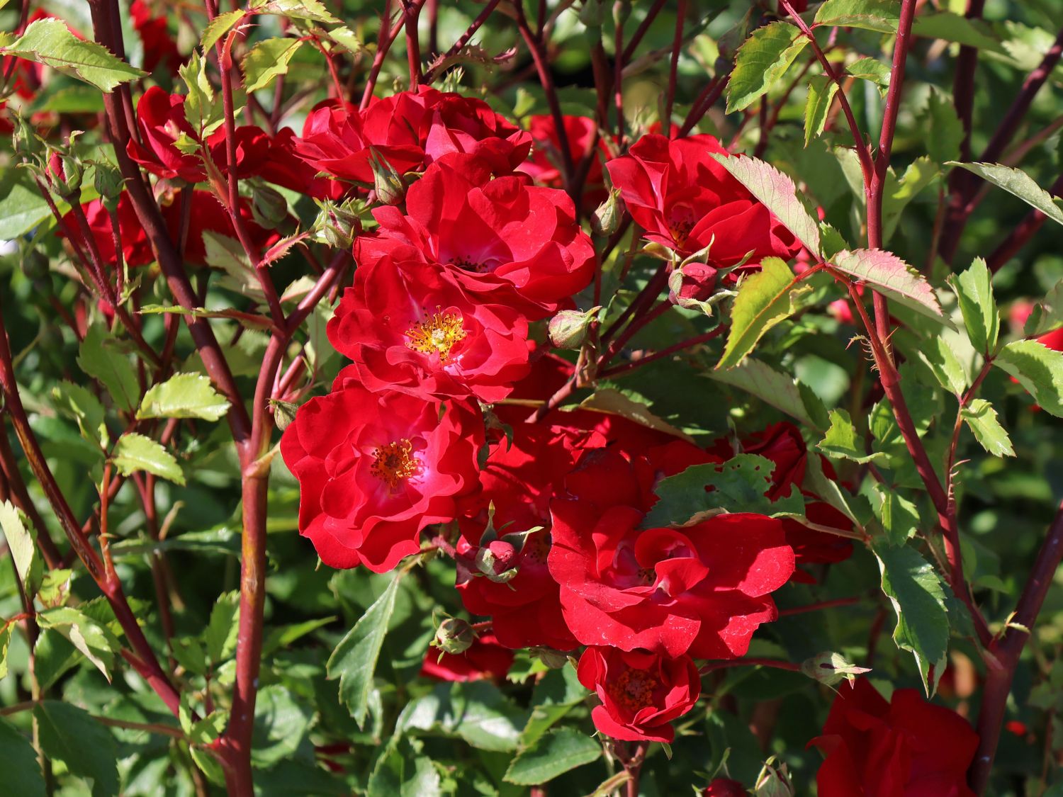 Strauchrose Rosy Boom ® 'La Belle Rouge' (Rot) - Rosa Rosy Boom ® 'La Belle Rouge' (Rot)