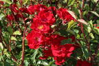 Strauchrose Rosy Boom ® 'La Belle Rouge' (Rot) - Rosa Rosy Boom ® 'La Belle Rouge' (Rot)