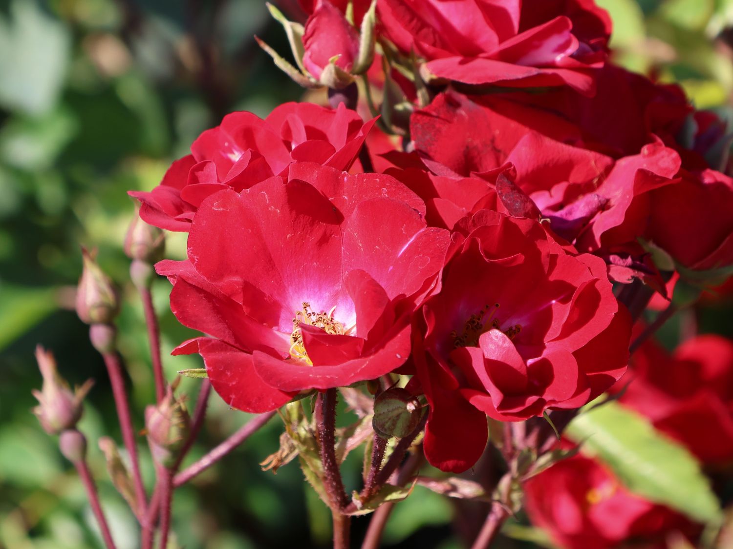 Strauchrose Rosy Boom ® 'La Belle Rouge' (Rot) - Rosa Rosy Boom ® 'La Belle Rouge' (Rot)