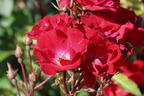 Strauchrose Rosy Boom ® 'La Belle Rouge' (Rot) - Rosa Rosy Boom ® 'La Belle Rouge' (Rot)