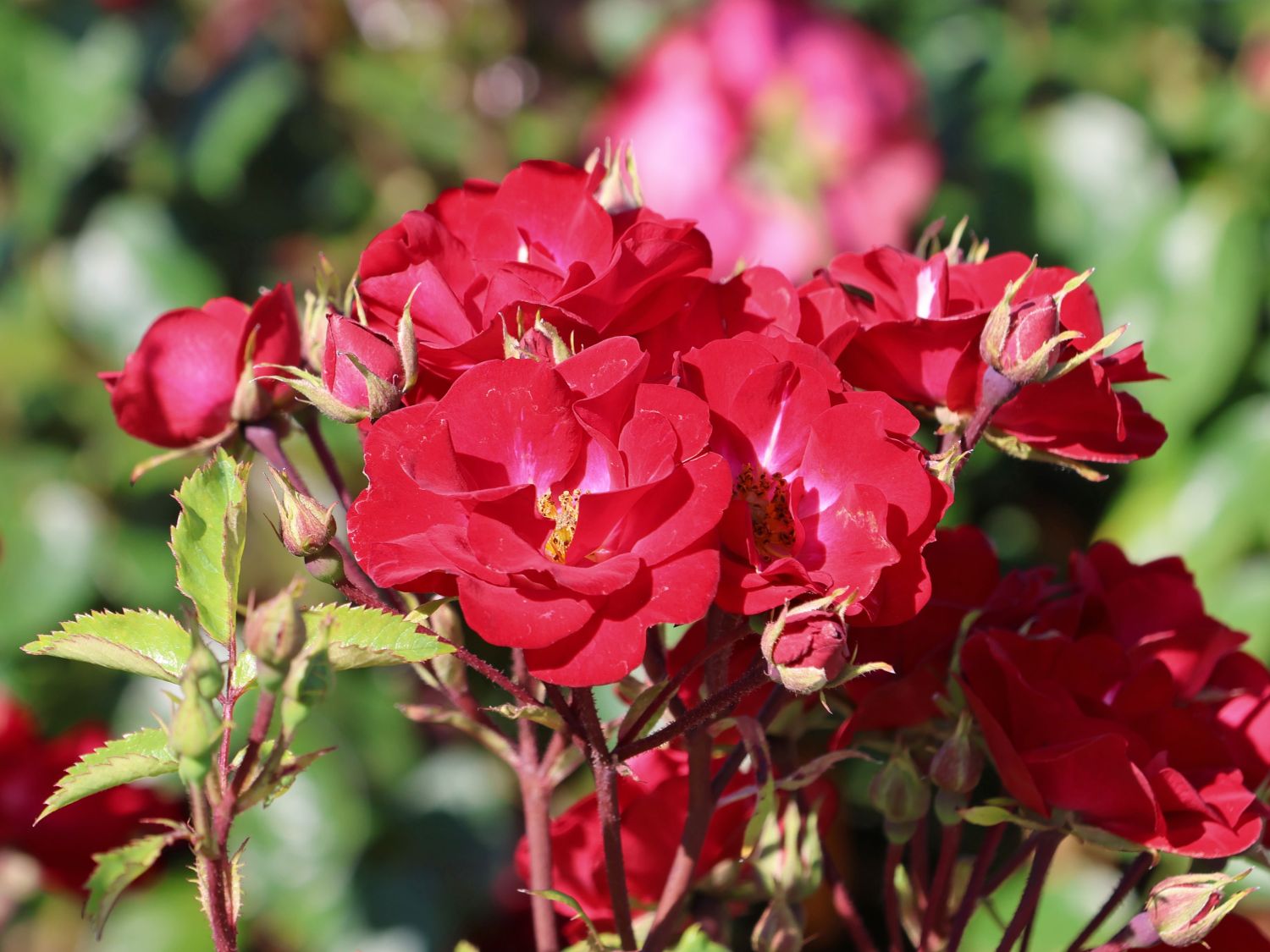 Strauchrose Rosy Boom ® 'La Belle Rouge' (Rot) - Rosa Rosy Boom ® 'La Belle Rouge' (Rot)