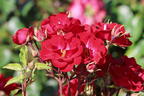 Strauchrose Rosy Boom ® 'La Belle Rouge' (Rot) - Rosa Rosy Boom ® 'La Belle Rouge' (Rot)