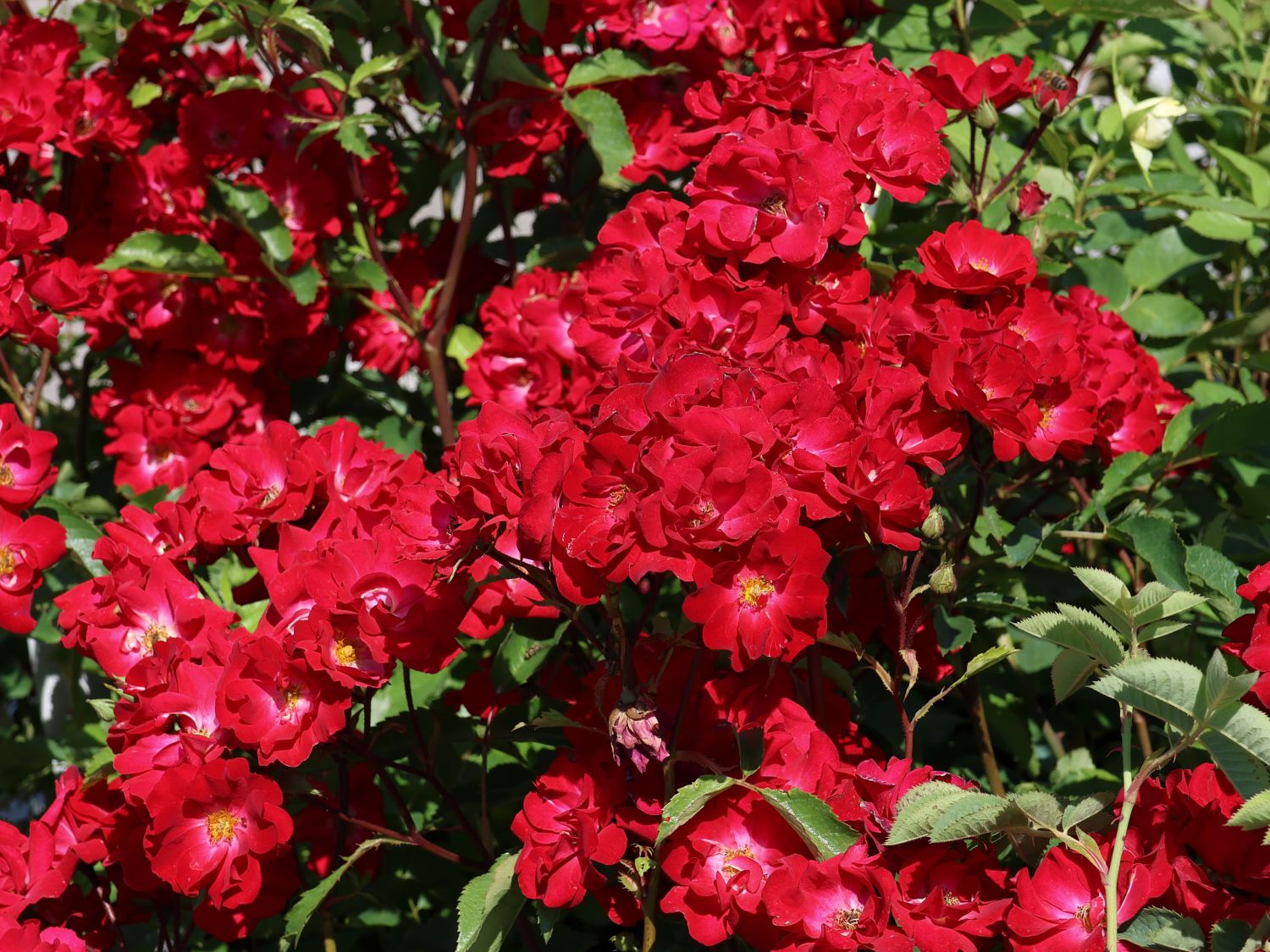 Strauchrose Rosy Boom ® 'La Belle Rouge' (Rot) - Rosa Rosy Boom ® 'La Belle Rouge' (Rot)