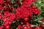 Strauchrose Rosy Boom ® 'La Belle Rouge' (Rot) - Rosa Rosy Boom ® 'La Belle Rouge' (Rot)
