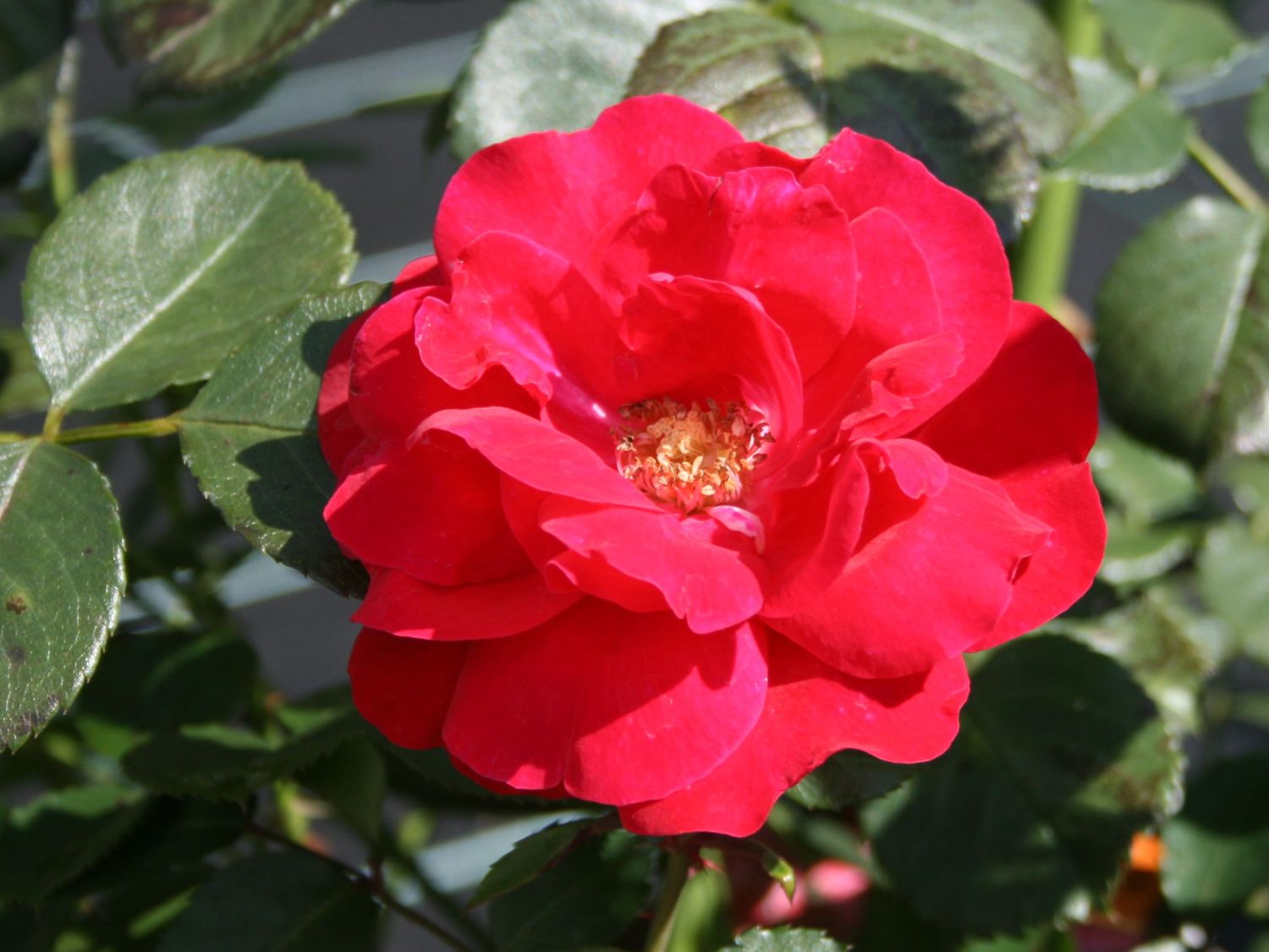 Strauchrose 'Rote Woge' ®