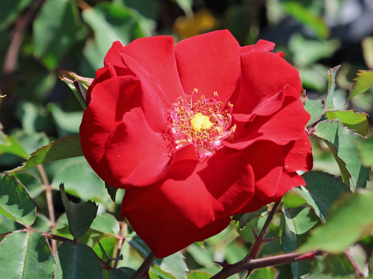Strauchrose 'Roter Korsar' ®