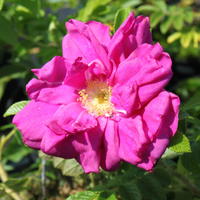 Strauchrose 'Rotes Meer' - Rosa rugosa 'Rotes Meer'