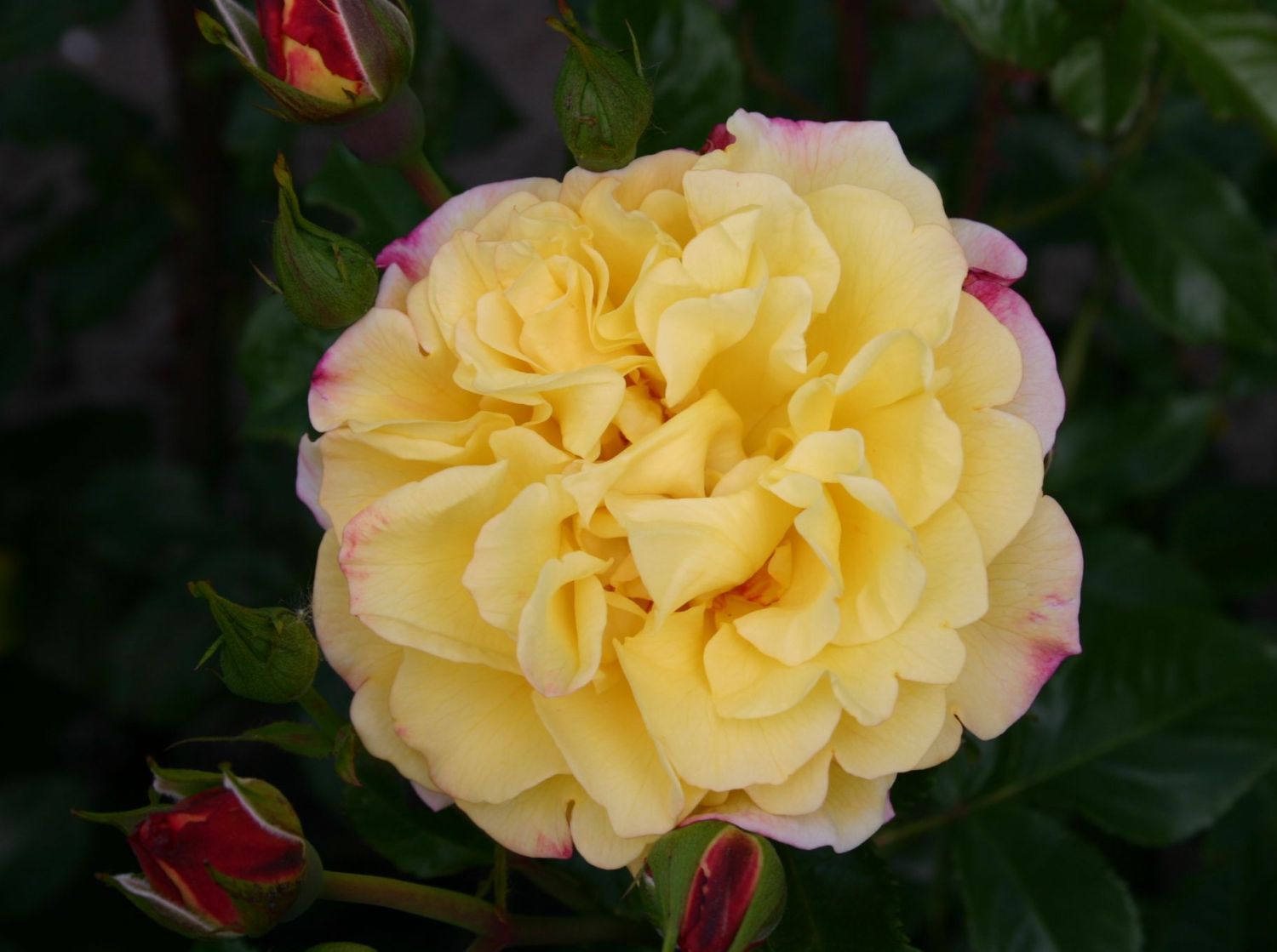 Strauchrose 'Rugelda' ®