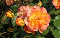 Strauchrose 'Sahara' ®