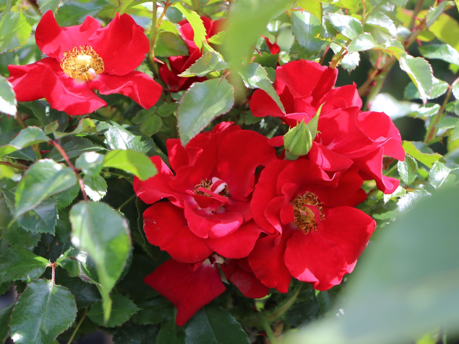 Strauchrose 'Salsa' ® - Rosa 'Salsa' ® ADR-Rose