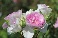 Strauchrose 'Saphir' ®