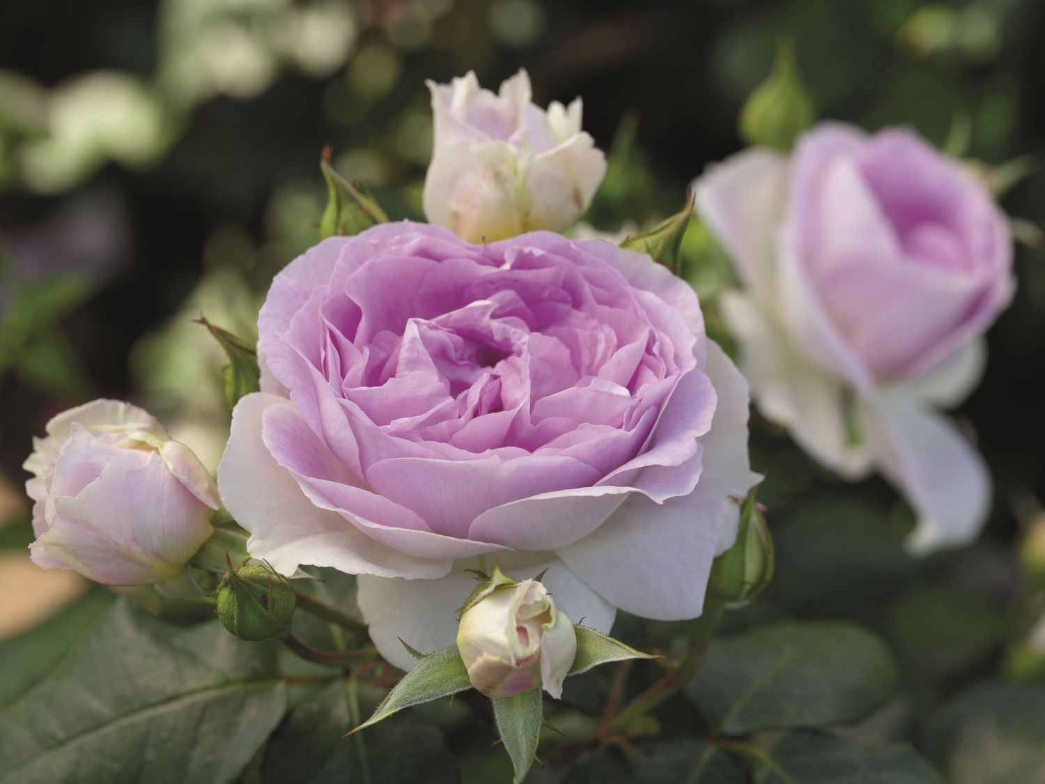 Strauchrose 'Saphir' ® - Rosa 'Saphir' ®