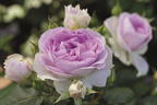 Strauchrose 'Saphir' ® - Rosa 'Saphir' ®