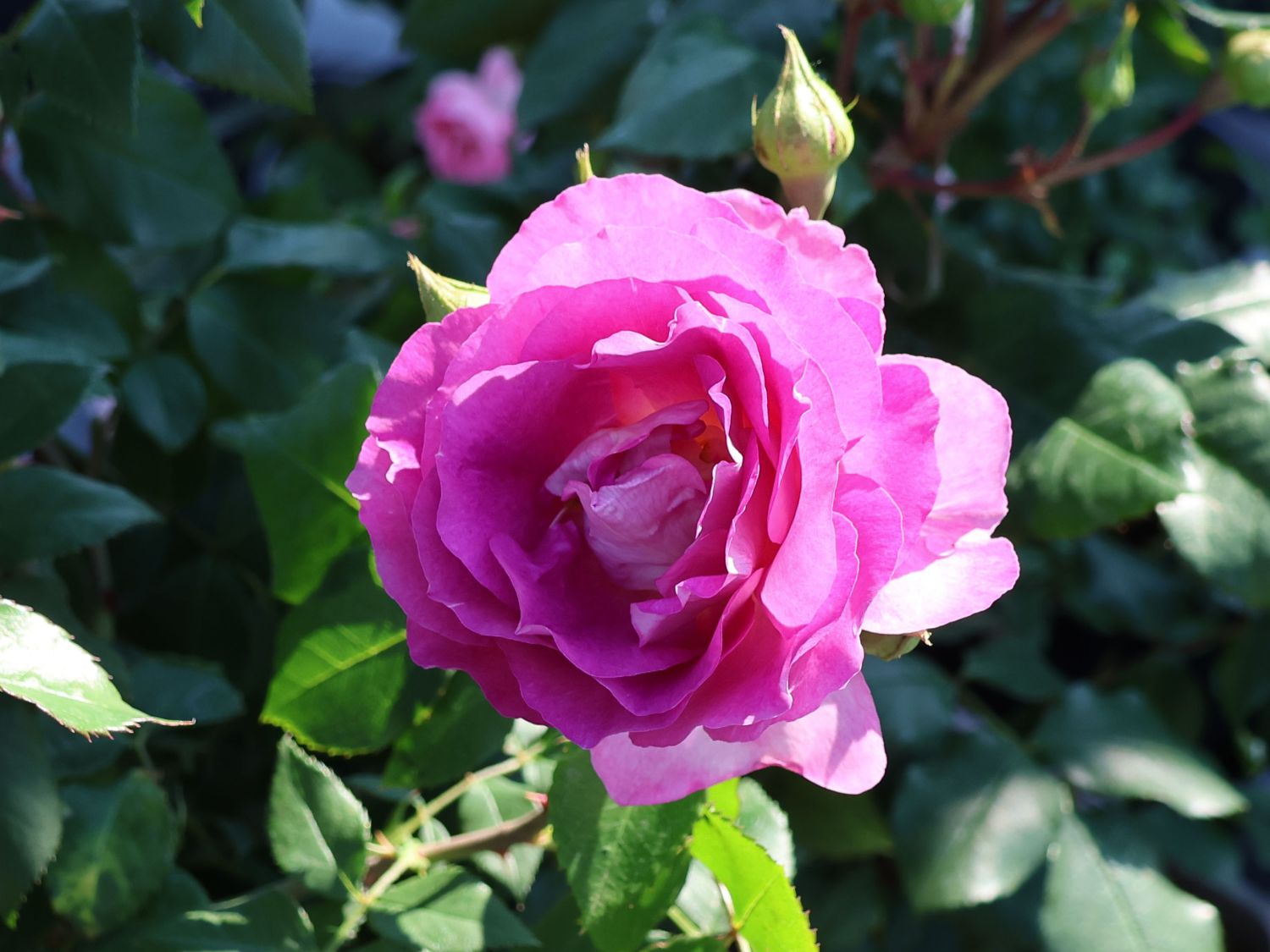 Strauchrose 'Saphir' ® - Rosa 'Saphir' ®