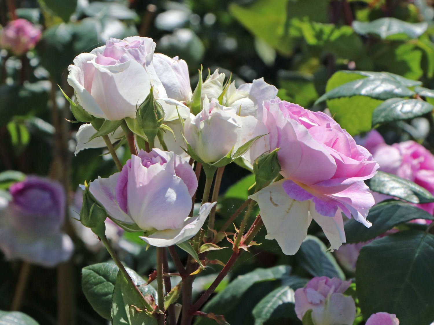 Strauchrose 'Saphir' ® - Rosa 'Saphir' ®