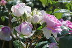 Strauchrose 'Saphir' ® - Rosa 'Saphir' ®