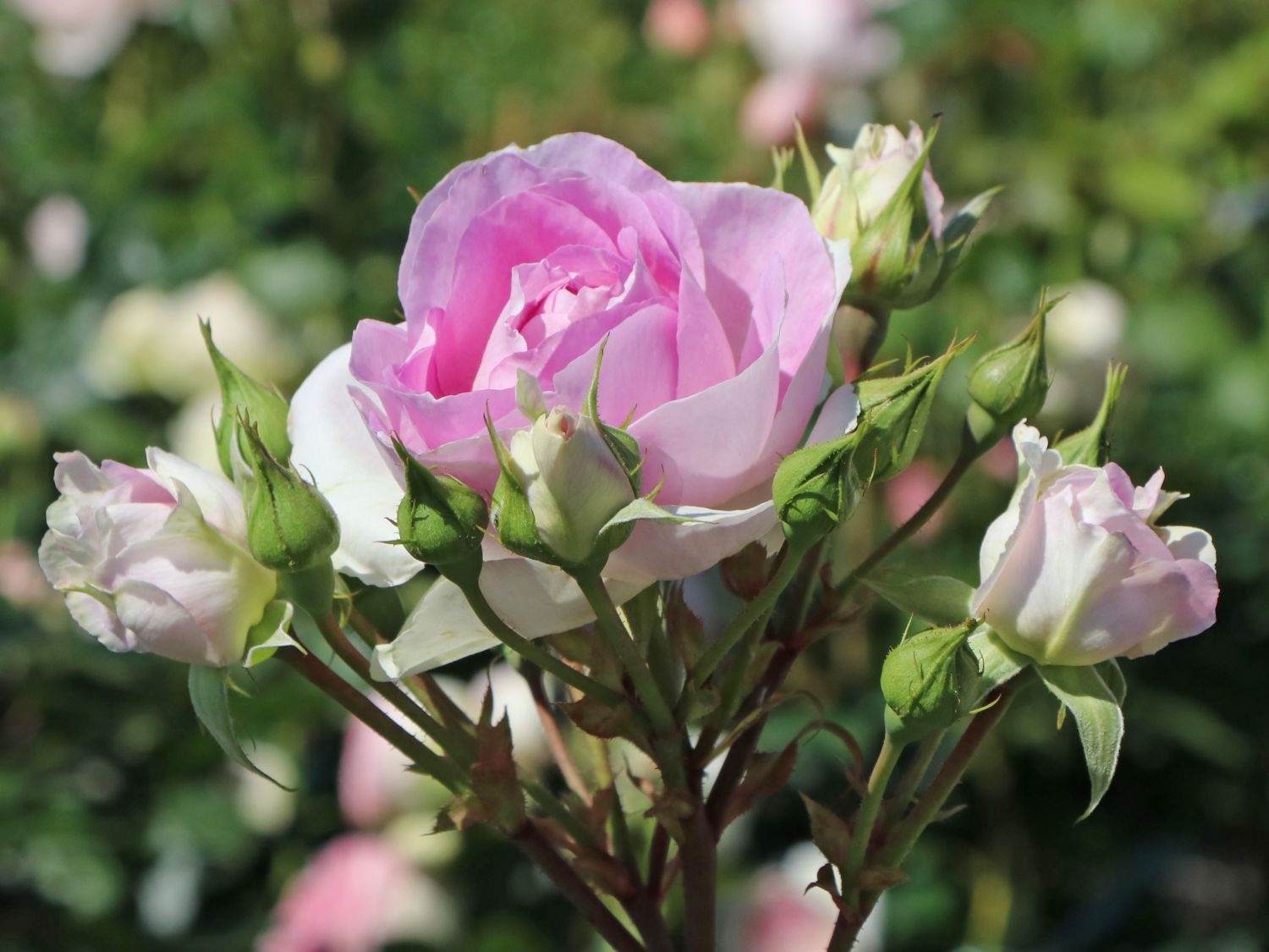 Strauchrose 'Saphir' ® - Rosa 'Saphir' ®