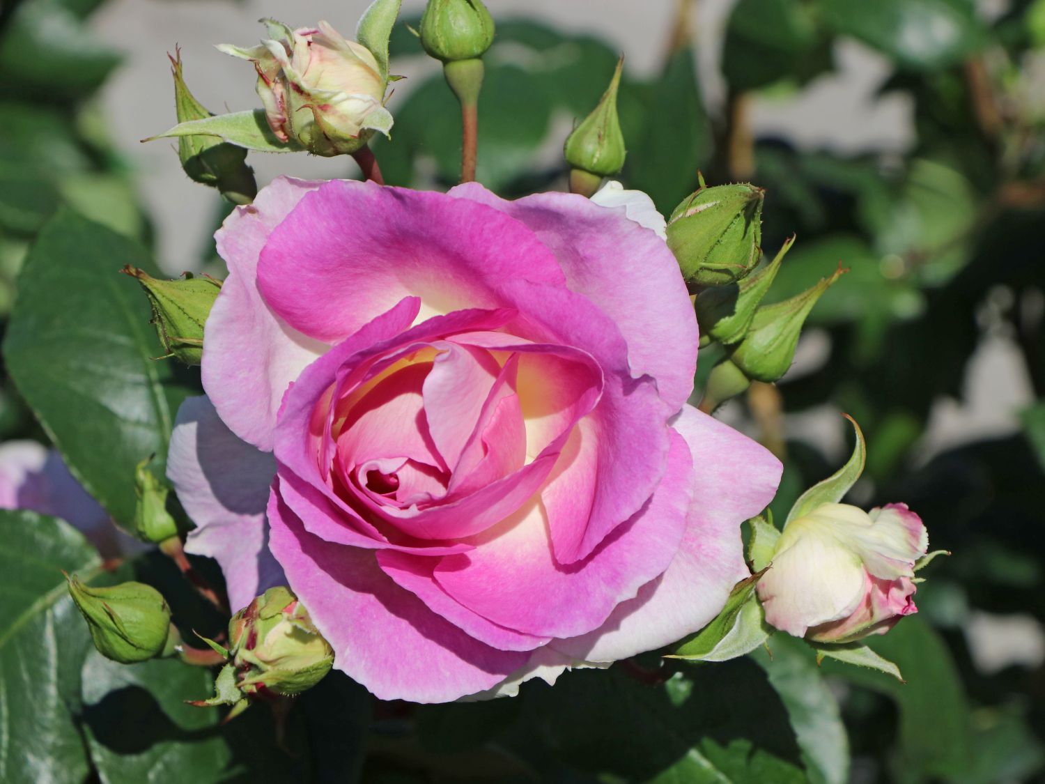 Strauchrose 'Saphir' ® - Rosa 'Saphir' ®
