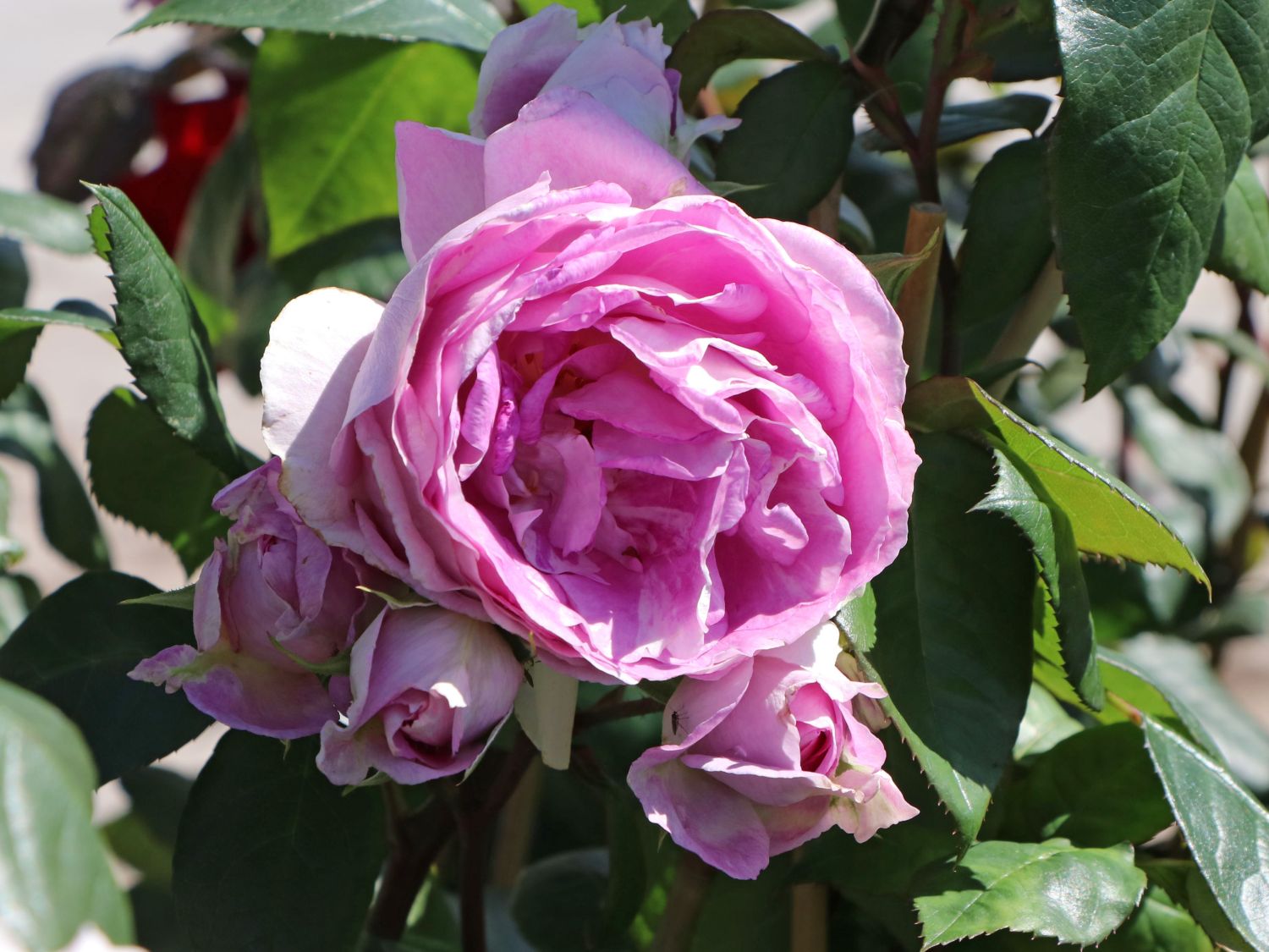 Strauchrose 'Saphir' ® - Rosa 'Saphir' ®