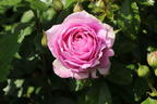 Strauchrose 'Saphir' ® - Rosa 'Saphir' ®