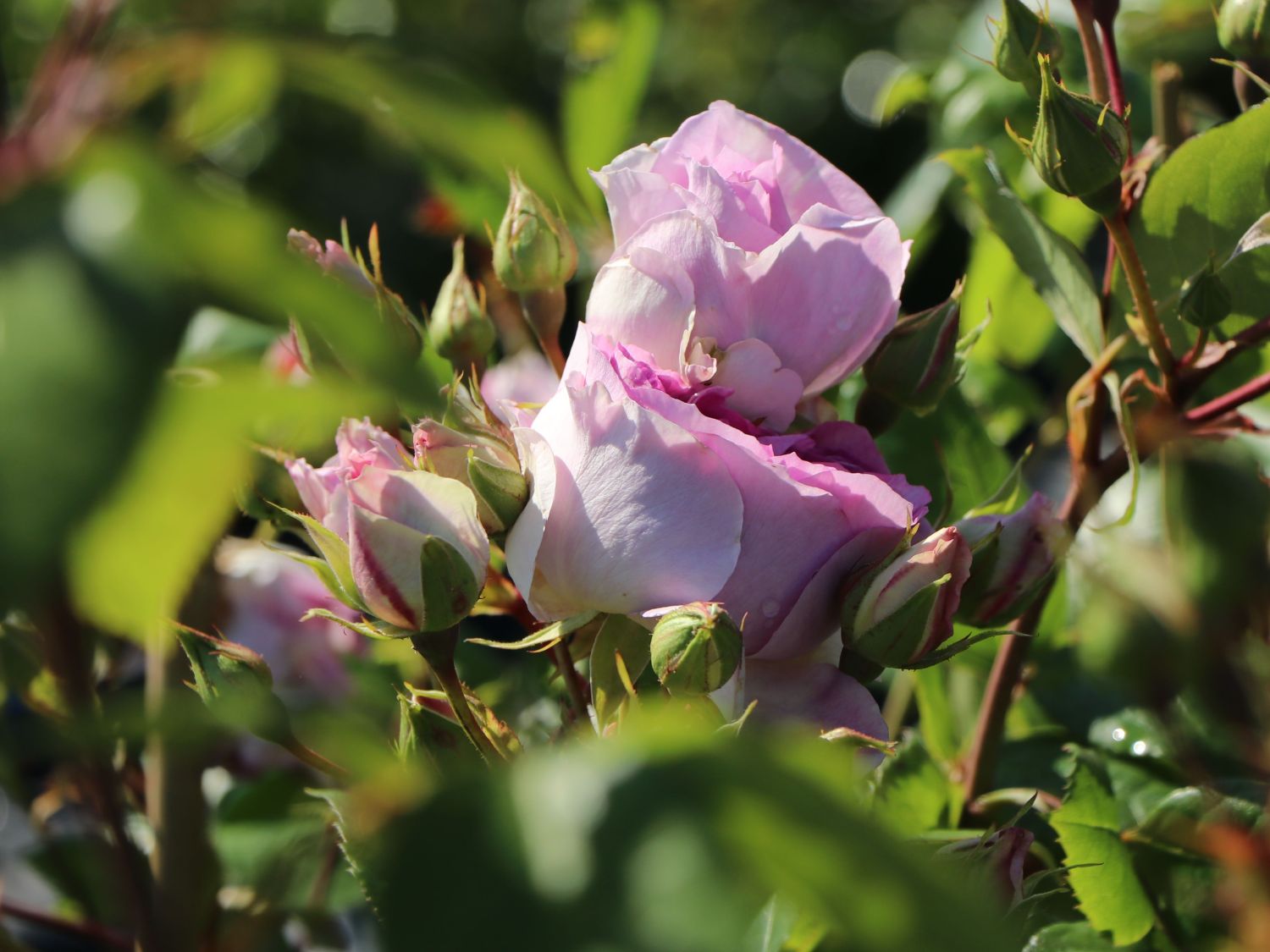 Strauchrose 'Saphir' ® - Rosa 'Saphir' ®