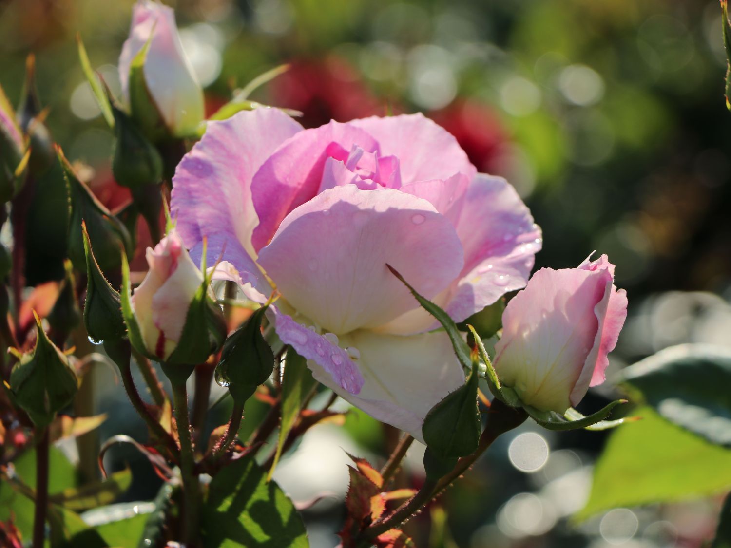 Strauchrose 'Saphir' ® - Rosa 'Saphir' ®