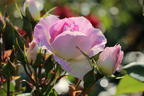 Strauchrose 'Saphir' ® - Rosa 'Saphir' ®