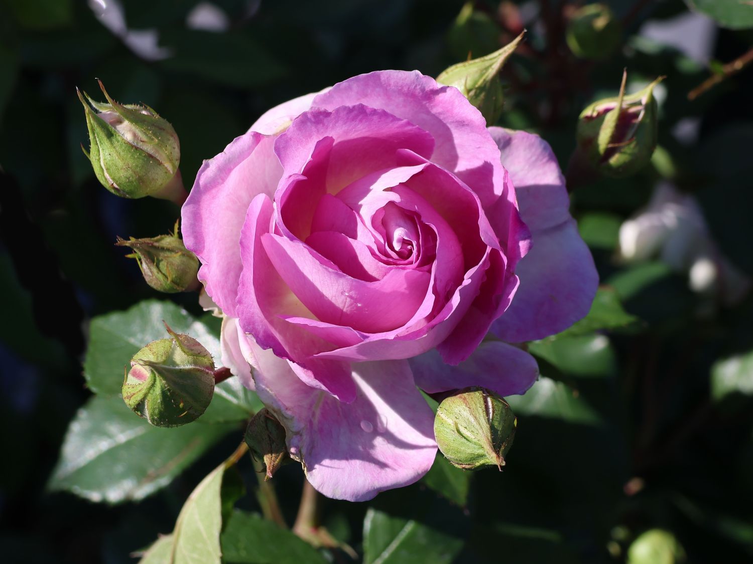 Strauchrose 'Saphir' ® - Rosa 'Saphir' ®