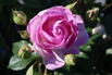 Strauchrose 'Saphir' ® - Rosa 'Saphir' ®