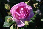 Strauchrose 'Saphir' ® - Rosa 'Saphir' ®
