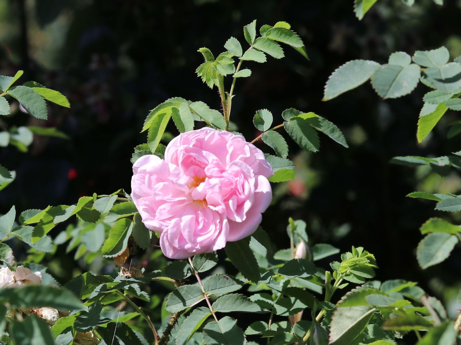 Strauchrose 'Stanwell Perpetual'