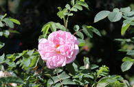 Strauchrose 'Stanwell Perpetual'