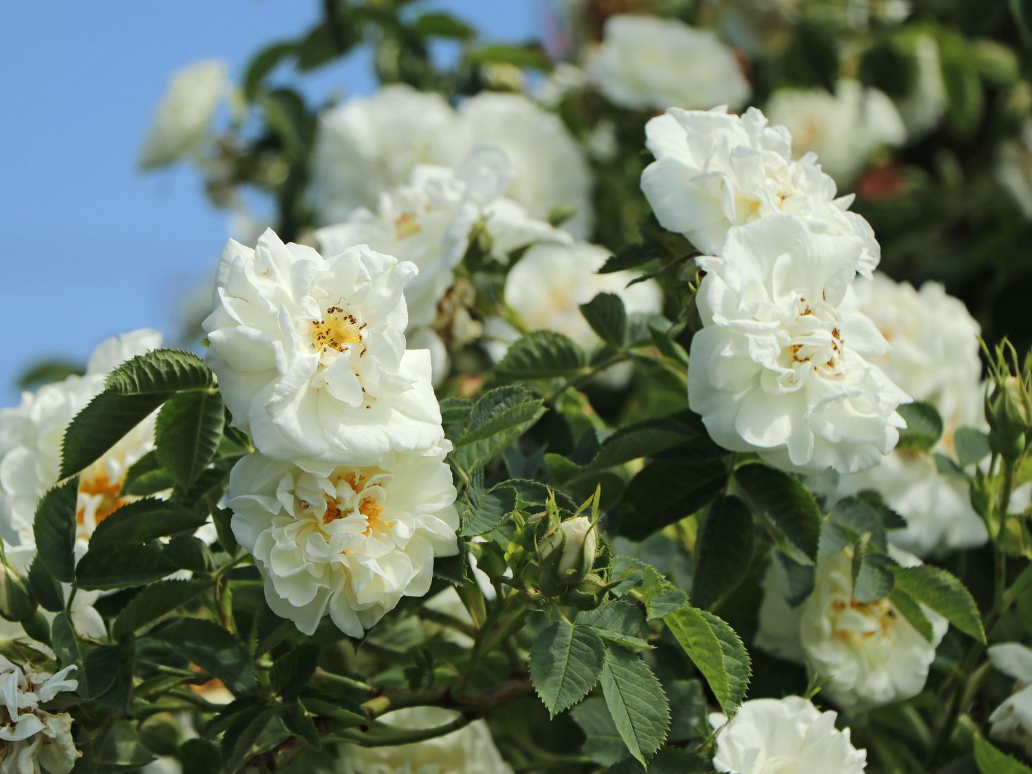 Strauchrose 'Suaveolens'